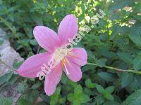 Habranthus robustus Herb. (Zephyranthes robusta, Amaryllis berteroi Spreng.)