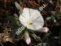 Convolvulus cneorum L. (Convolvulus argenteus Lam.)