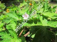 Geranium sibiricum L. (Geranium europaeum Pop.)