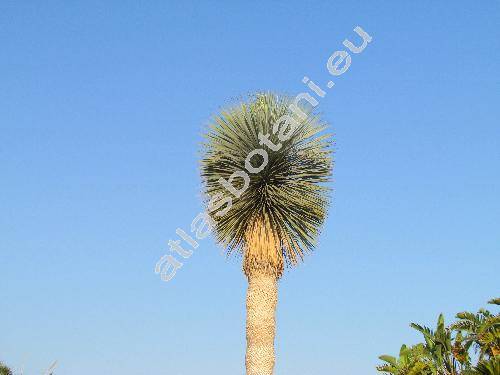 Yucca rostrata Engelm. ex Trel. (Yucca linearis (Trel.) Ferg.)