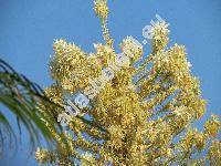 Yucca rostrata Engelm. ex Trel. (Yucca linearis (Trel.) Ferg.)