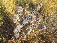 Echinops strigosus L.