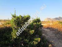 Cupressus macrocarpa Hartw. (Cupressus hartwegii Carr.)