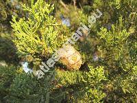 Cupressus macrocarpa Hartw. (Cupressus hartwegii Carr.)