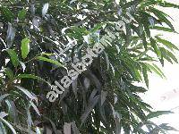 Ficus binnendijkii (Ficus binnendijkii (Miq.) Miq., Urostigma binnendijkii Miq., Ficus peracuta Miq.)