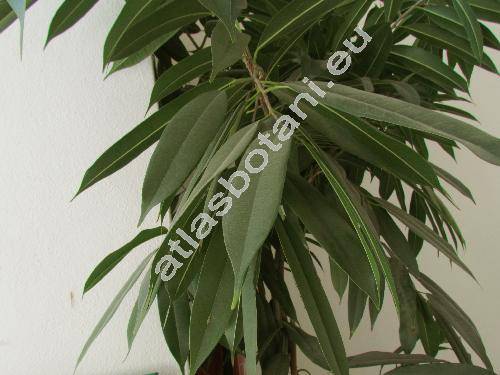 Ficus binnendijkii (Ficus binnendijkii (Miq.) Miq., Urostigma binnendijkii Miq., Ficus peracuta Miq.)