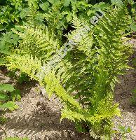 Dryopteris filix-mas (L.) Schott (Aspidium filix-mas (L.) Swartz, Polypodium filix-mas L.)