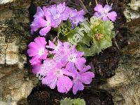 Primula minima L. [Kablikia truncata, Kablikia minima]