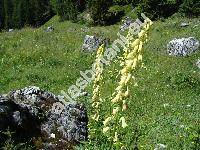 Aconitum lycoctonum L. (Aconitum lycoctonum subsp. vulparia, Aconitum altissimum Mill., Aconitum vulparia Rchb.)
