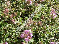 Thymus praecox Opiz (Thymus praecox agg.)