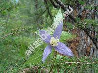 Clematis alpina (L.) Mill. (Atragene alpina L.)