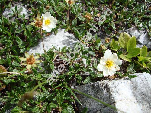 Dryas octopetala L.