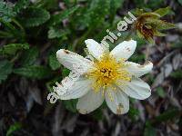 Dryas octopetala L.