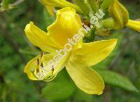 Rhododendron luteum Sweet. (Rhododendron aureum, Rhododendron  flavum (Hoffm.) Don., Azalea pontica L.)