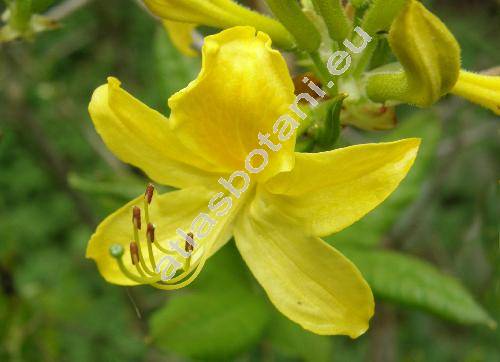 Rhododendron luteum Sweet. (Rhododendron aureum, Rhododendron  flavum (Hoffm.) Don., Azalea pontica L.)