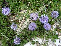 Globularia cordifolia L.