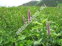 Bistorta major Gray (Polygonum bistorta L., Bistorta officinalis Delarbe, Persicaria)