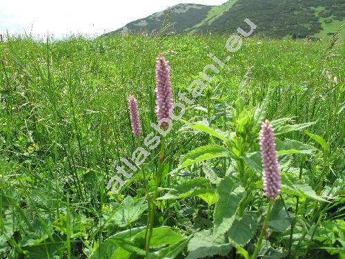 Bistorta major Gray (Polygonum bistorta L., Bistorta officinalis Delarbe, Persicaria)