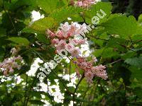 Neillia sinensis (Neillia sinensis Oliv.)