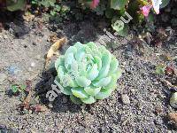 Echeveria elegans (Echeveria elegans Rose, Echeveria albicans Walth.)