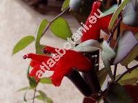 Aeschynanthus radicans Moore (Trichosporum lobbianum, Aeschynanthus lobbianus, Aeschynanthus pulcher)