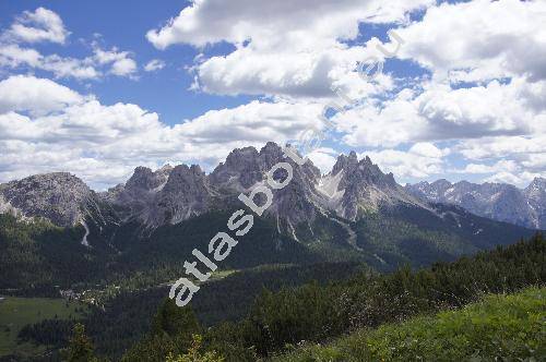 Pinus mugo Turra (Pinus montana Mill., Pinus pumilio Haenke)