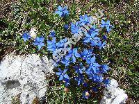 Gentiana verna L. (Calathiana verna (L.) Del.)