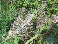 Kalanchoe tubiflora (Kalancho tubiflora Hamet, Kalanchoe delagoensis, Bryophyllum tubiflorum Harv.)