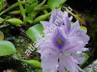 Eichhornia crassipes (Pontederia crassipes)
