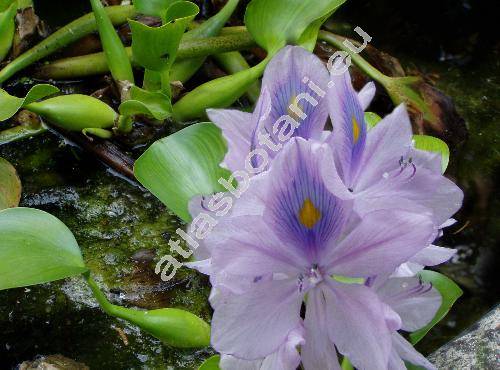 Eichhornia crassipes (Pontederia crassipes)