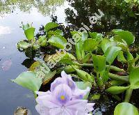 Eichhornia crassipes (Pontederia crassipes)