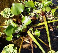 Eichhornia crassipes (Pontederia crassipes)