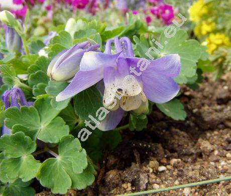 Aquilegia discolor Levier et Leresche (Aquilegia pyrenaica subsp. discolor (Levier et Leresche) Pereda et Lainz)