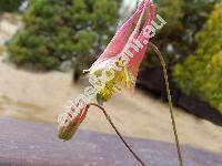 Aquilegia skinneri Hook. (Aquilegia mexicana Hook., Aquilegia canadensis subsp. skinneri (Hook.) Brhl)