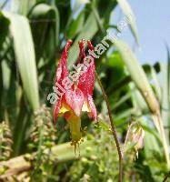 Aquilegia skinneri Hook. (Aquilegia mexicana Hook., Aquilegia canadensis subsp. skinneri (Hook.) Brhl)
