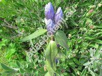 Gentiana asclepiadea L. (Pneumonanthe asclepiadea (L.) Schmidt, Dasystephana asclepiadea (L.) Borkh.)