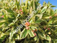 Euonymus fortunei (Turcz.) Hand.-Mazz. (Euonymus fortunei 'Variegatus', Euonymus radicans Sieb. ex Miq.)