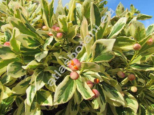 Euonymus fortunei (Turcz.) Hand.-Mazz. (Euonymus fortunei 'Variegatus', Euonymus radicans Sieb. ex Miq.)