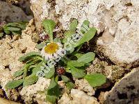 Erigeron uniflorus L.