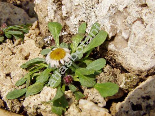 Erigeron uniflorus L.