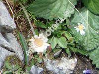 Erigeron uniflorus L.