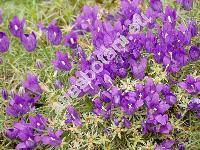 Edraianthus pumilio (Port.) DC. (Wahlenbergia, Hedraeanthus pumilio)