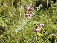 Lilium martagon L.