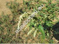 Persicaria lapathifolia (L.) Delarbre (Polygonum lapathifolium L.)
