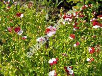 Nemesia 'Danish Flag' (Nemesia strumosa Benth.)