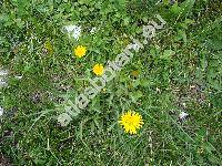 Inula ensifolia L. (Aster ensifolius Scop., Helenium ensifolium (L.) Kuntze)