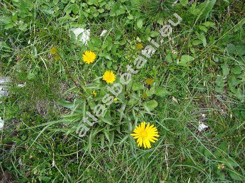 Inula ensifolia L. (Aster ensifolius Scop., Helenium ensifolium (L.) Kuntze)