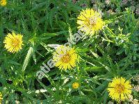 Inula ensifolia L. (Aster ensifolius Scop., Helenium ensifolium (L.) Kuntze)