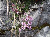Thymus praecox subsp. polytrichus (Borb.) Jalas (Thymus praecox agg.)