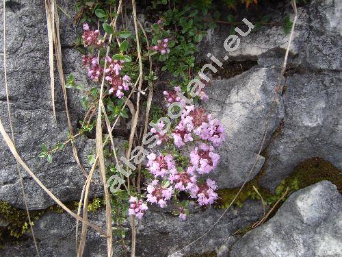 Thymus praecox subsp. polytrichus (Borb.) Jalas (Thymus praecox agg.)